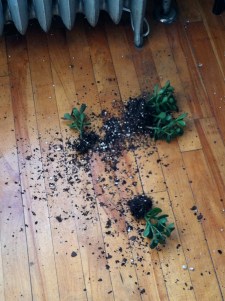 my broken jade plant